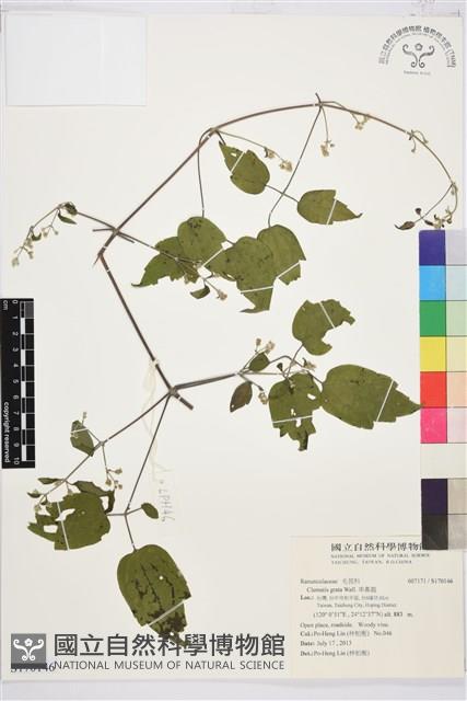 串鼻龍藏品圖，第1張