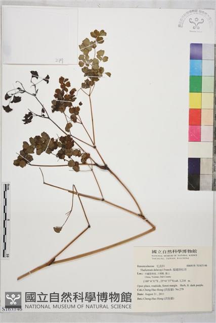 偏翅唐松草藏品圖，第1張