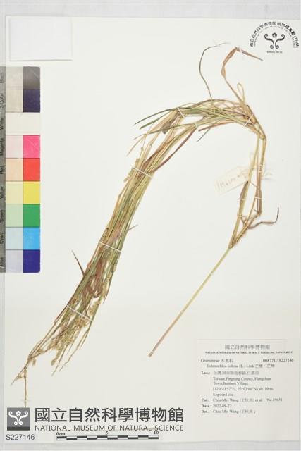 芒稷、芒稗藏品圖，第1張