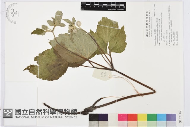 草玉梅藏品圖，第1張