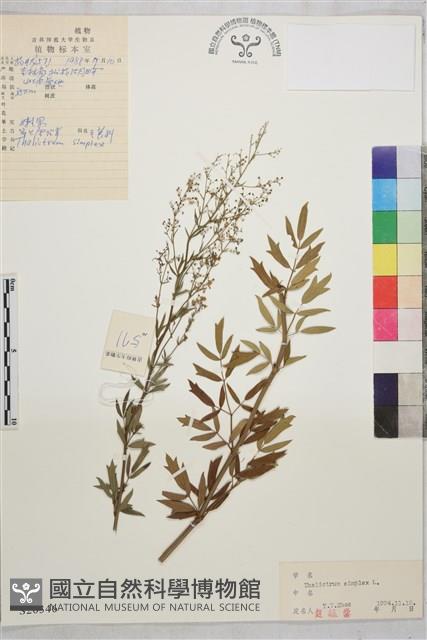 箭頭唐松草藏品圖，第1張