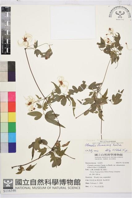 臺灣鐵線蓮藏品圖，第1張