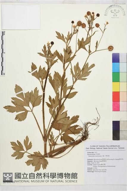 水辣菜、禺毛茛藏品圖，第1張