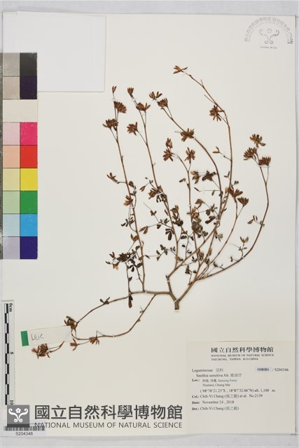 坡油甘藏品圖，第1張