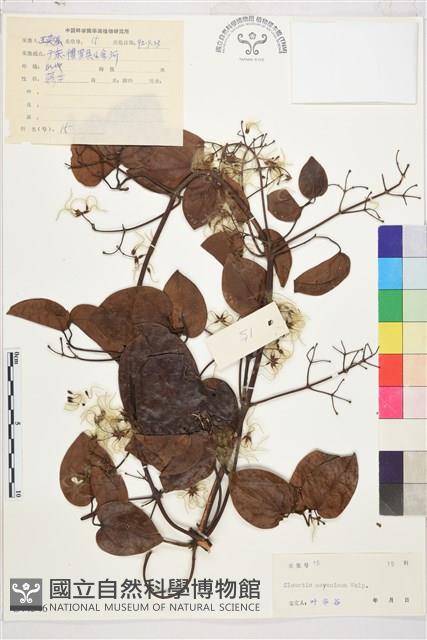 麥氏鐵線蓮藏品圖，第2張