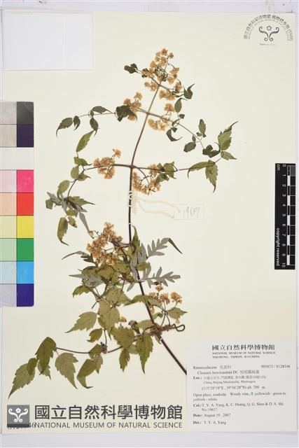 短尾鐵線蓮藏品圖，第1張