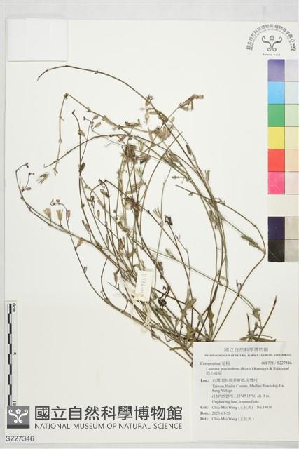 假小喙菊藏品圖，第1張