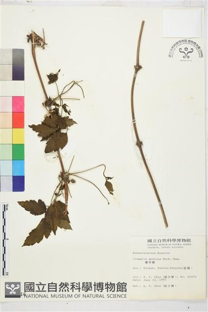 繡球藤藏品圖，第1張