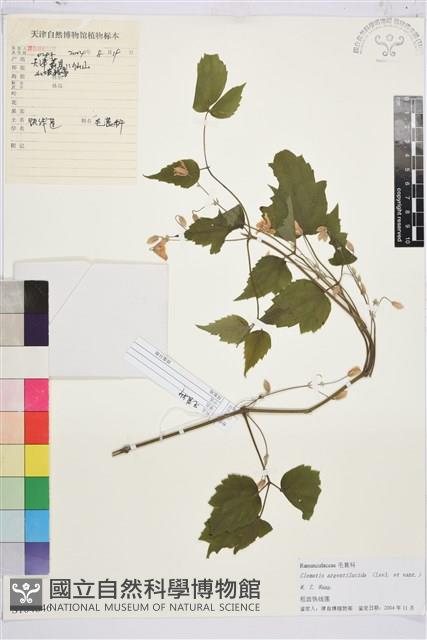 粗齒鐵線蓮藏品圖，第1張