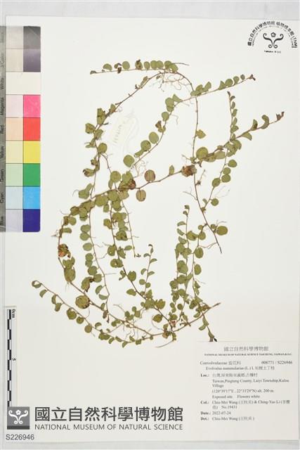 短梗土丁桂藏品圖，第1張