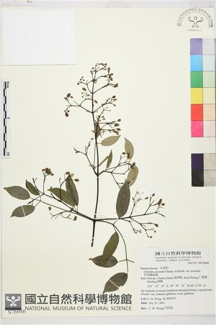 柱果鐵線蓮藏品圖，第2張