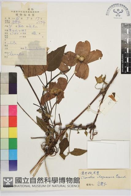 金毛鐵線蓮藏品圖，第1張