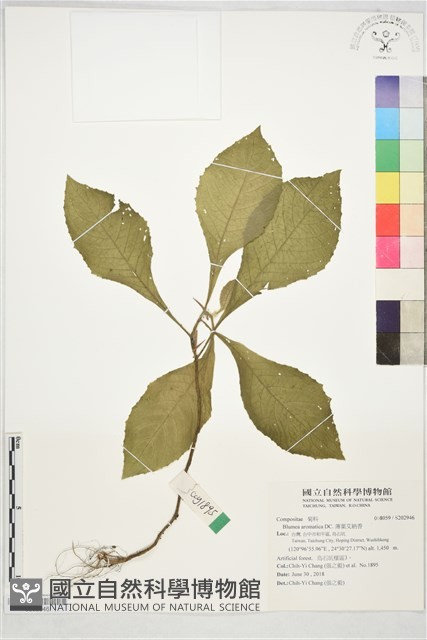 薄葉艾納香藏品圖，第1張