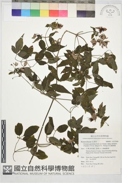 巴氏鐵線蓮藏品圖，第1張