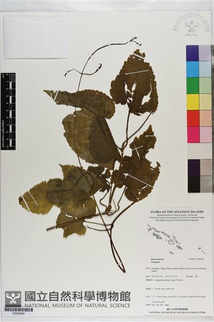 登錄號:S200946藏品圖，第1張