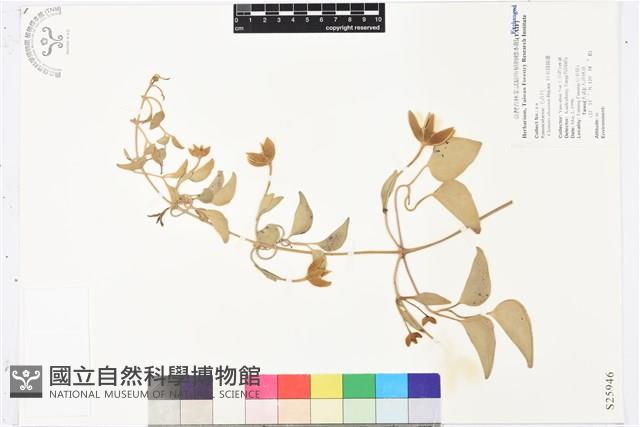 屏東鐵線蓮藏品圖，第1張