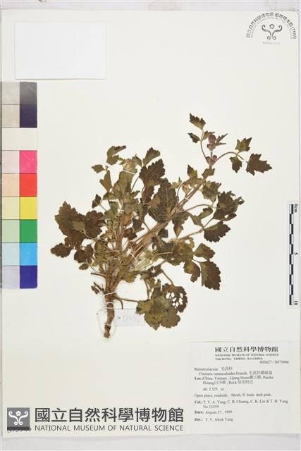 毛茛葉鐵線蓮藏品圖，第1張