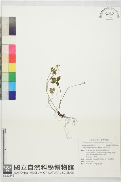 五葉山芹菜藏品圖，第1張