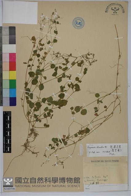 荷蓮豆草、菁芳草藏品圖，第1張