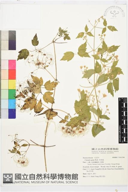 串鼻龍藏品圖，第1張