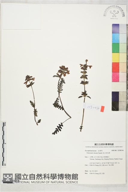 高山馬先蒿藏品圖，第1張