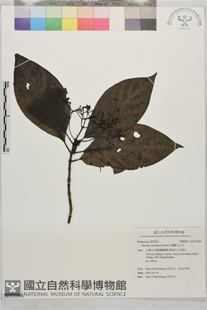錫蘭玉心花藏品圖，第1張