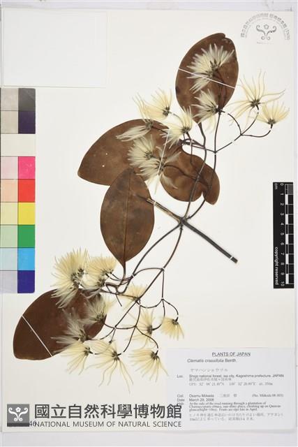 厚葉鐵線蓮藏品圖，第1張