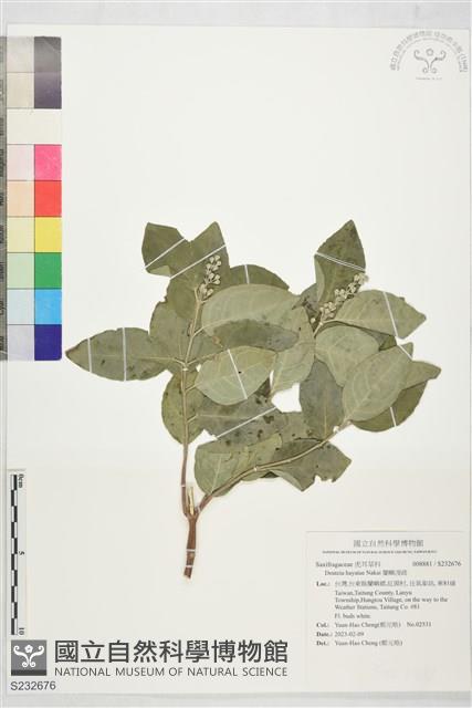 蘭嶼溲疏藏品圖，第1張