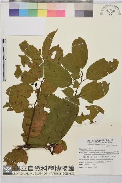 桶鉤藤藏品圖，第1張