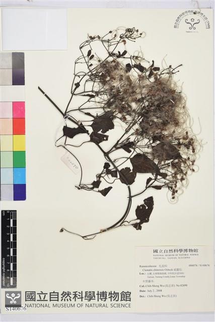 威靈仙藏品圖，第1張