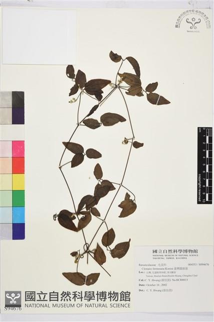 臺灣鐵線蓮藏品圖，第2張