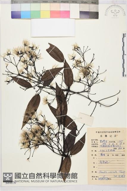 柱果鐵線蓮藏品圖，第2張