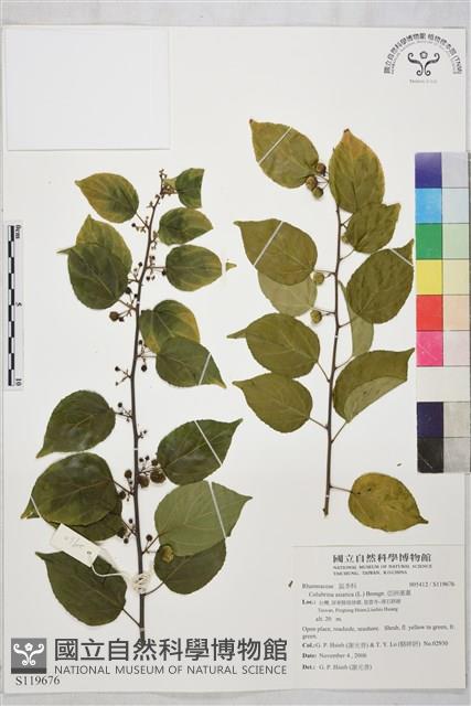 亞洲濱棗藏品圖，第1張