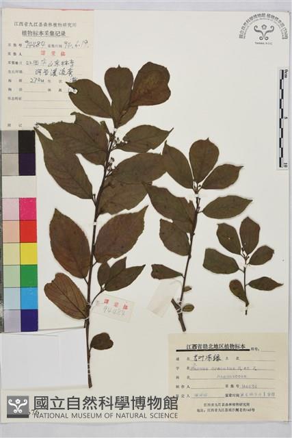 鈍齒鼠李藏品圖，第1張