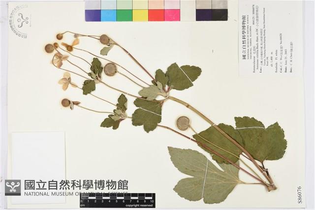 小白頭翁、野棉花藏品圖，第1張