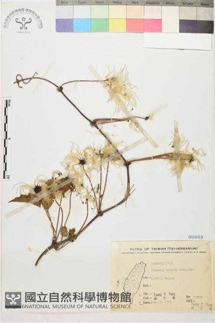 繡球藤藏品圖，第1張