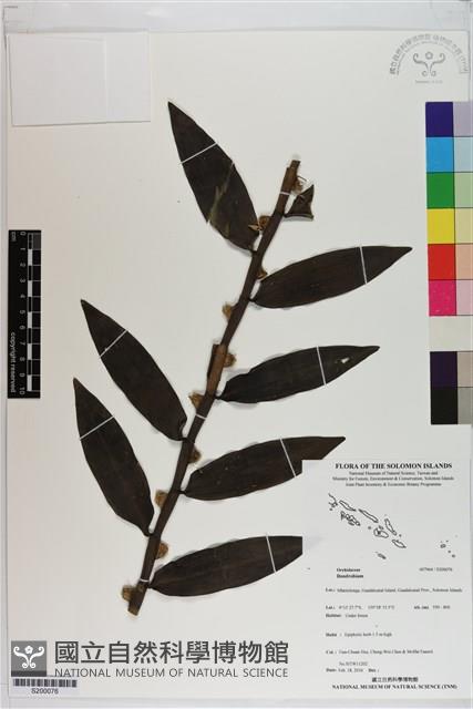 Accession Number:S200076 Collection Image