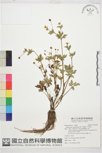 水辣菜、禺毛茛藏品圖，第1張