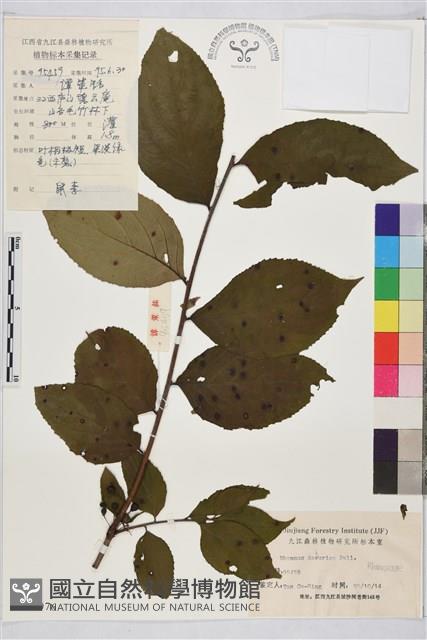 鼠李、臭李子藏品圖，第1張