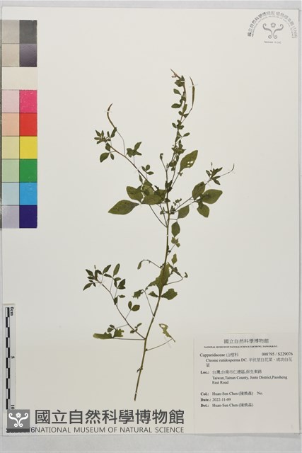 平伏莖白花菜、成功白花菜藏品圖，第1張