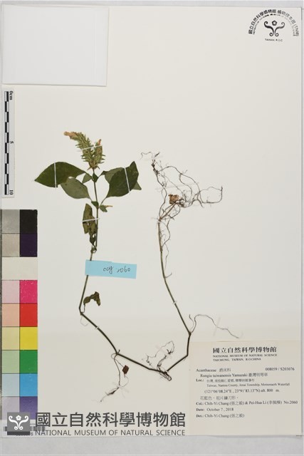 臺灣明萼草藏品圖，第1張