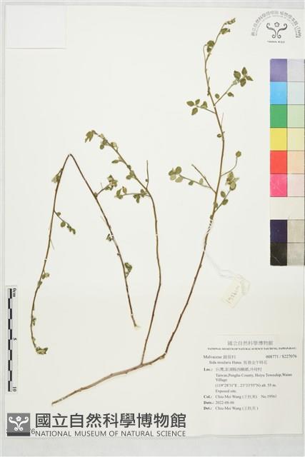 恆春金午時花藏品圖，第1張