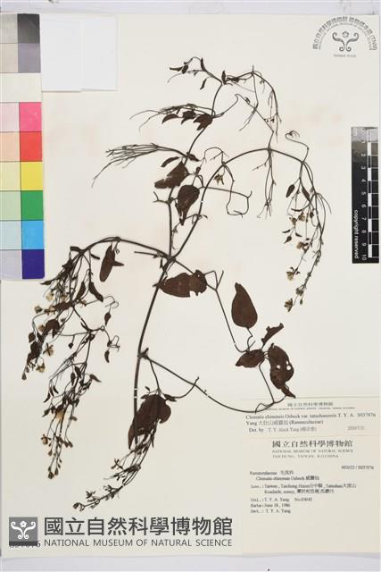 大肚山威靈仙藏品圖，第2張