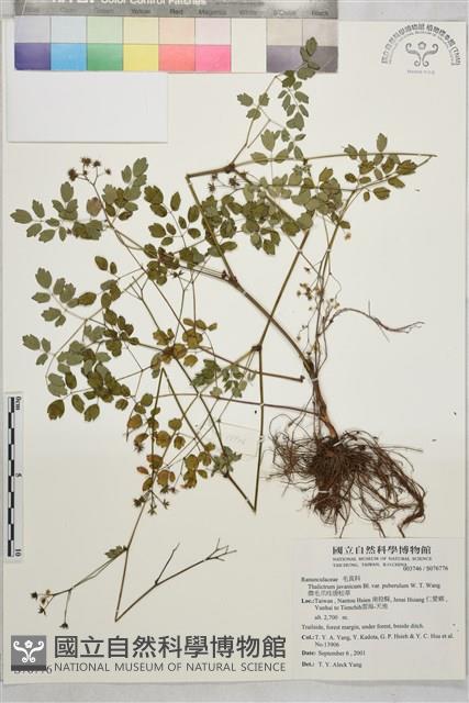 微毛爪哇唐松草藏品圖，第1張