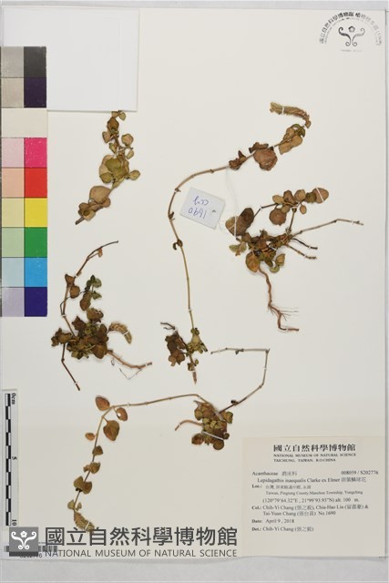 卵葉鱗球花藏品圖，第1張