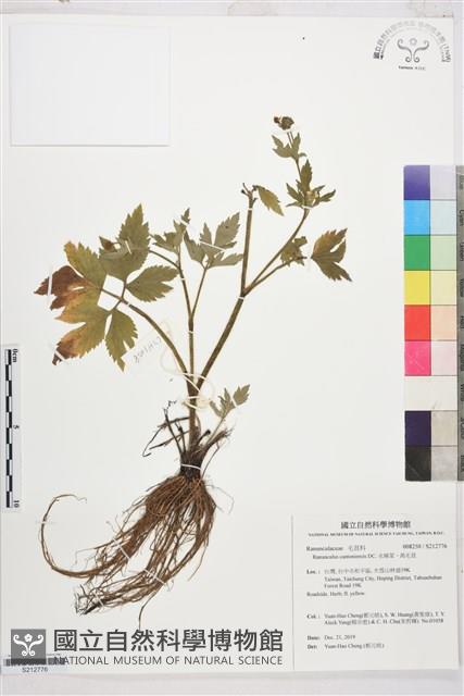 水辣菜、禺毛茛藏品圖，第1張