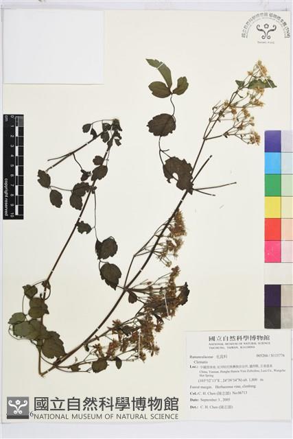 登錄號:S115776藏品圖，第1張