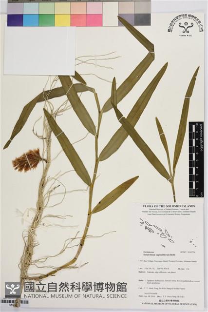 Accession Number:S195776 Collection Image