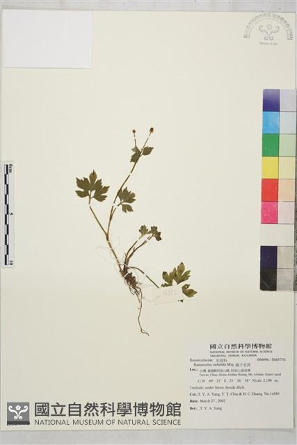 辣子草、揚子毛茛藏品圖，第1張