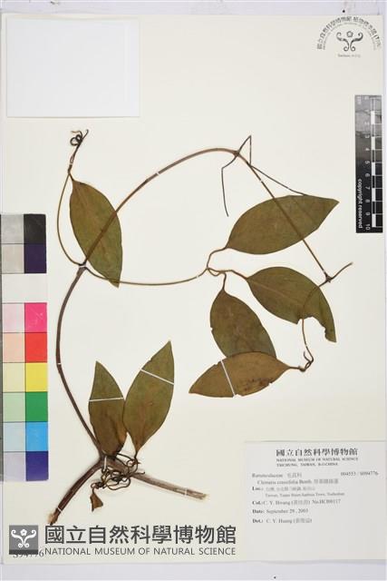 厚葉鐵線蓮藏品圖，第1張